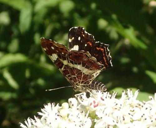 Réf. 230 553 : Araschnia levana
